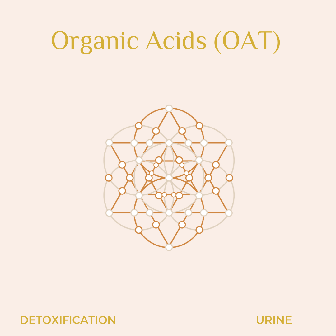 GLOW Natural Wellness Organic Acids Test (OAT) (74) - Urine